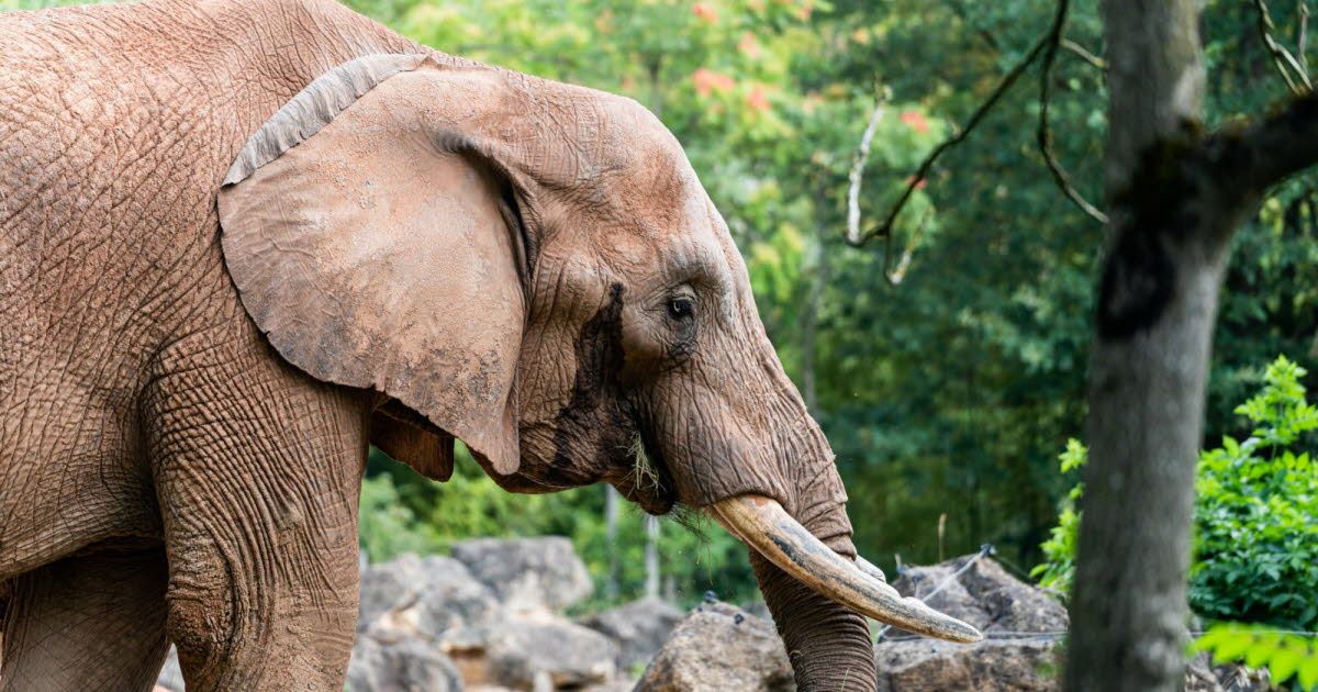 Un dernier hommage à Niko, l'éléphant d'Afrique du zoo d'Amnéville