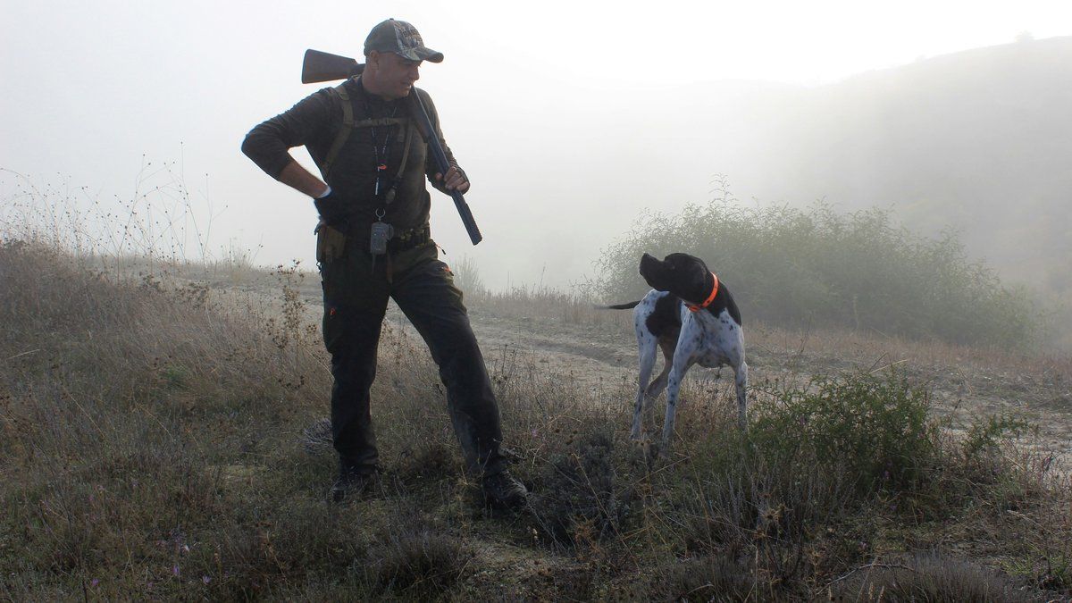Des attaques de chiens de chasse laissent des poneys gravement blessés en Seine-et-Marne