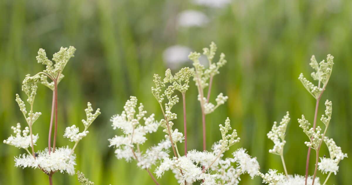 La reine-des-prés : une plante incontournable pour votre jardin