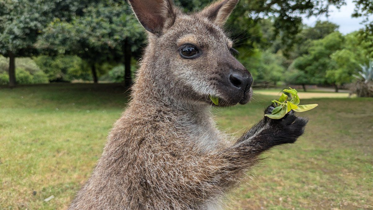 Un wallaby en cavale : la police fait une intervention inattendue à Saint-Dié-des-Vosges