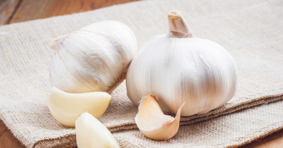 Gousse d’ail germée : peut-on la consommer ?