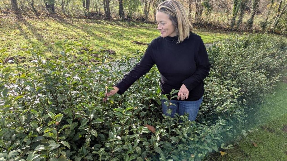 Le thé breton du Stangala brille à l'international avec trois médailles