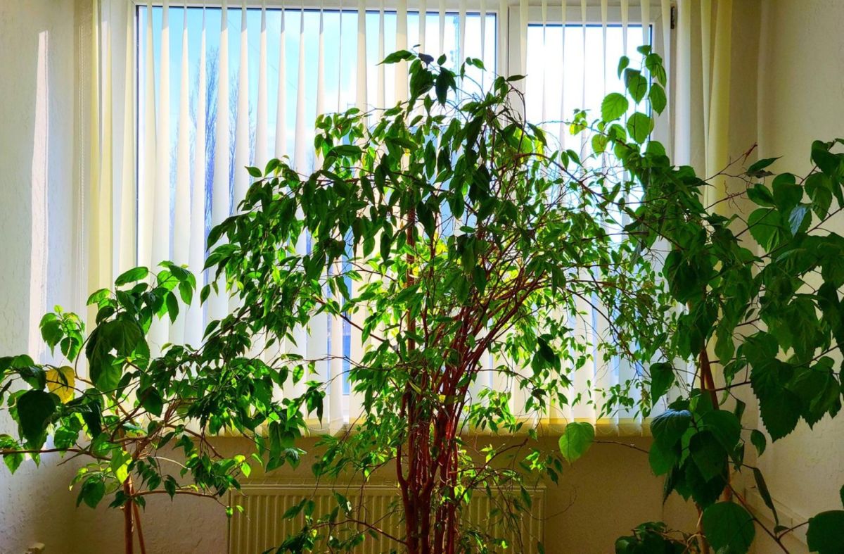 Transformez votre espace avec des arbres en pot uniques