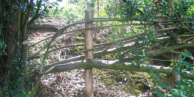 Le plessage : retour sur une technique millénaire