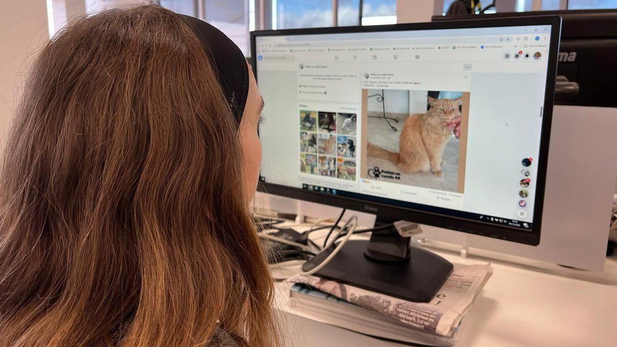 Des bénévoles unissent leurs forces contre le vol d'animaux sur Facebook