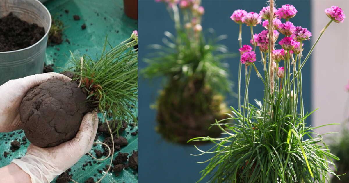 Transformez votre intérieur avec un kokedama : le jardin suspendu revisité