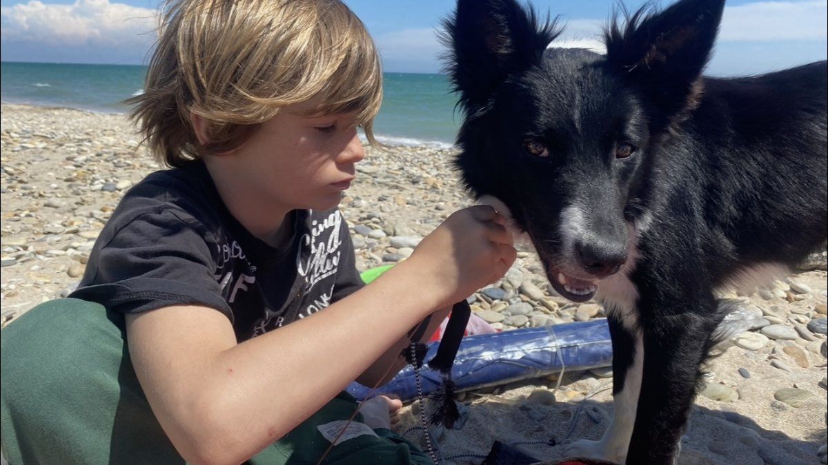 Disparitions d'animaux de compagnie : des témoignages poignants