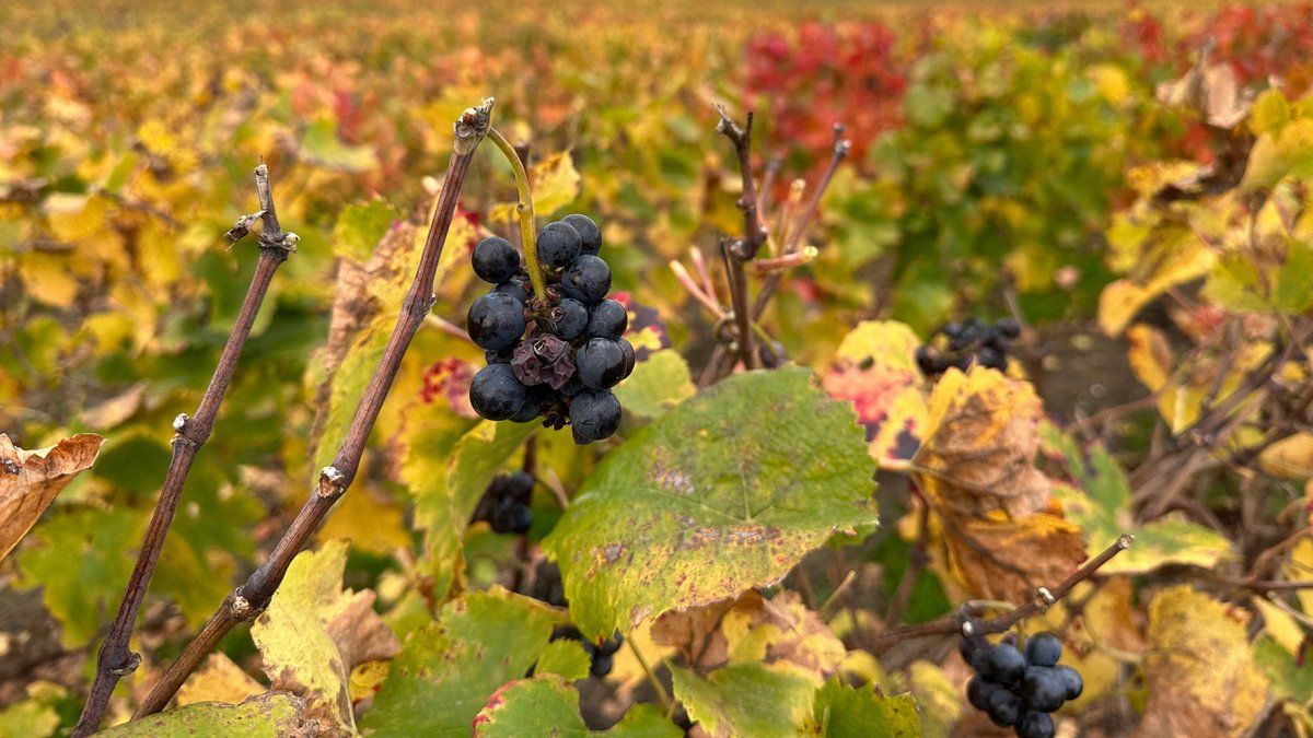 Grève historique chez LVMH : les travailleurs du luxe font entendre leur voix