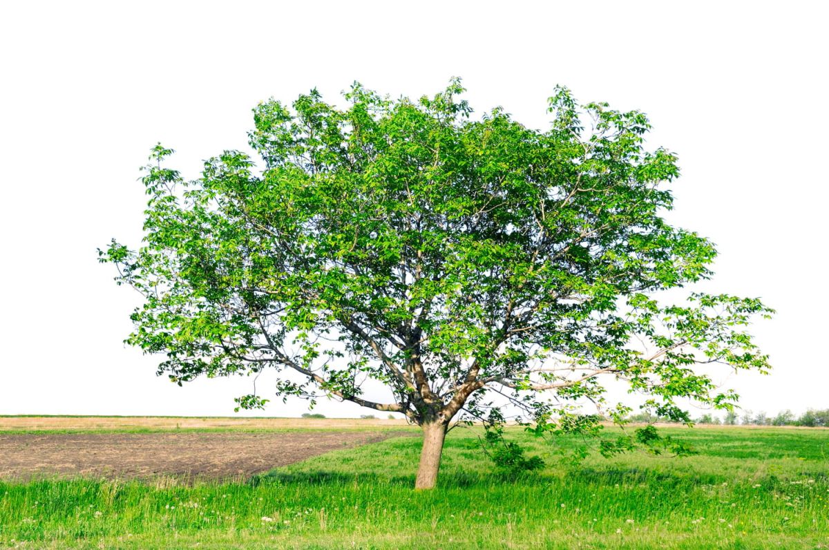 Des arbres à port arrondi pour sublimer votre jardin