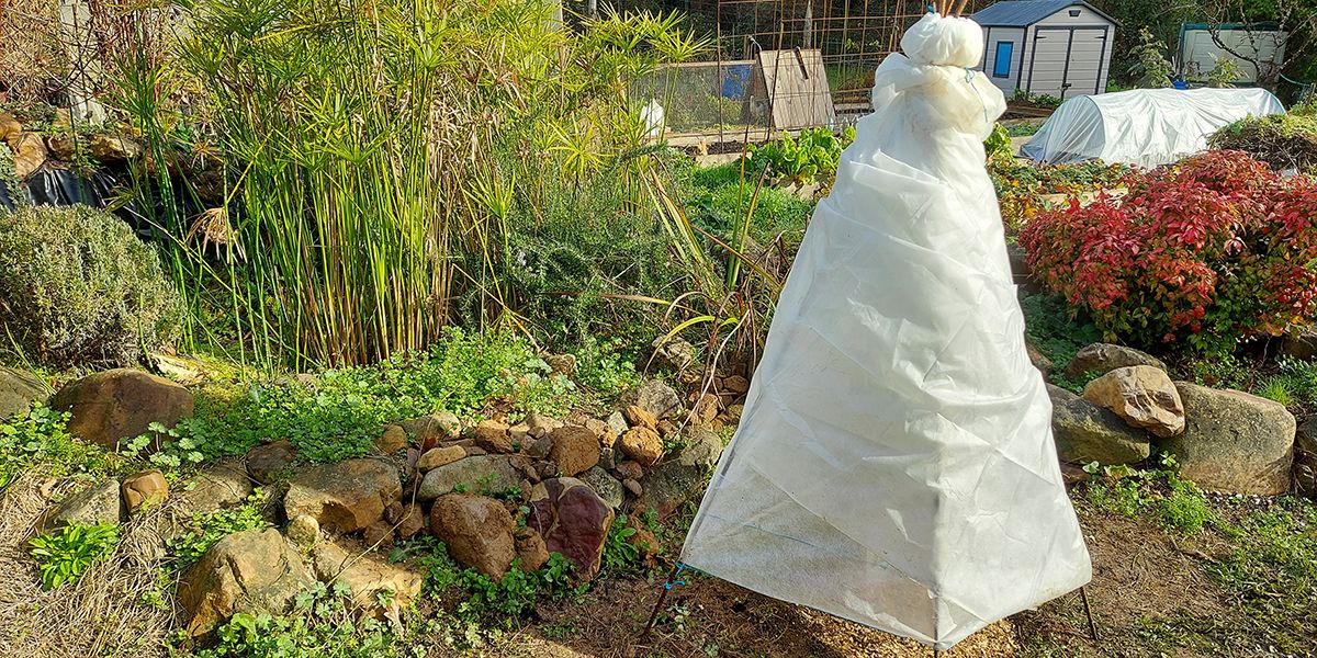 Protégez vos plantes du froid avec le voile d'hivernage