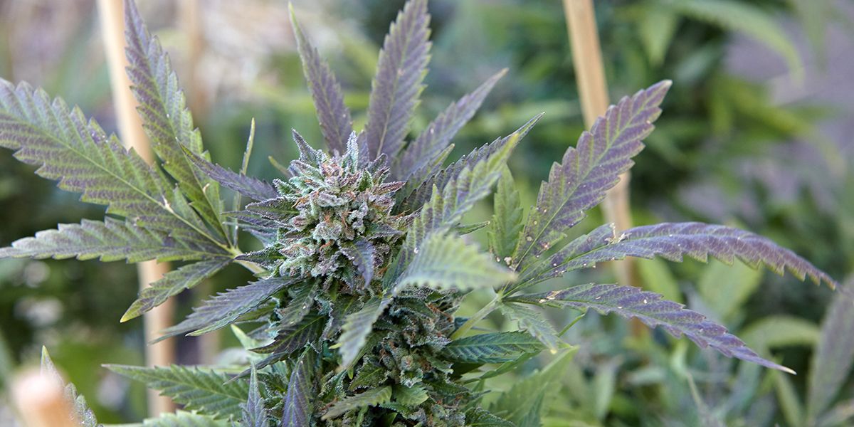 Cannabis en France : un débat autour de la légalisation et de ses enjeux économiques