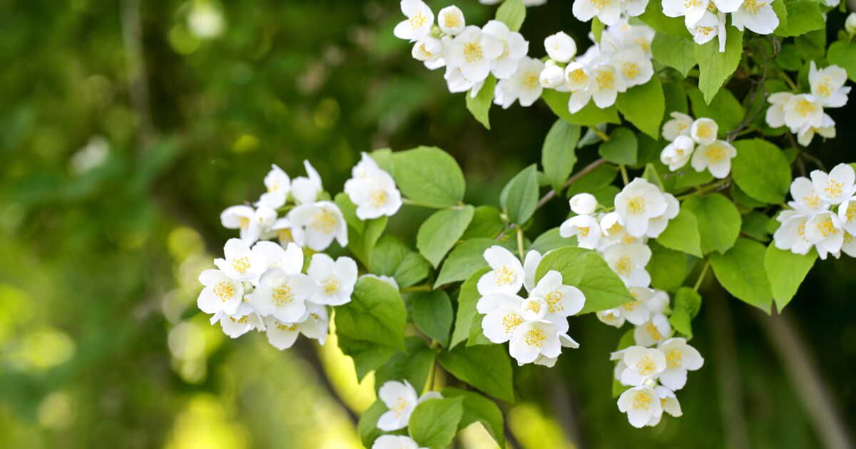 Cultivez votre jardin sans allergies : 6 plantes à adopter