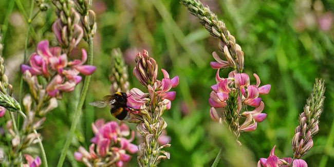 Le sainfoin : l'allié naturel pour enrichir vos sols