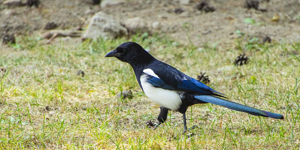 Comment garder les pies à l'écart de votre jardin
