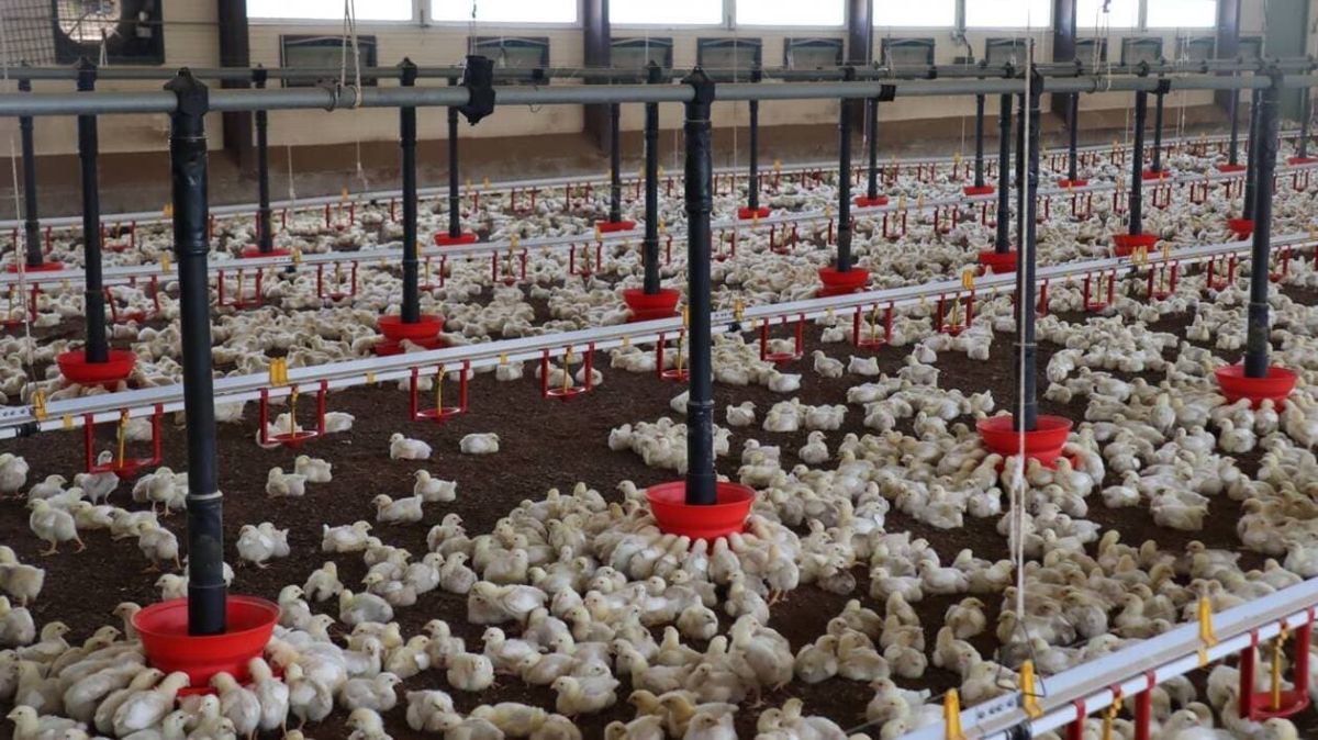 L'extension du poulailler breton suscite de vives inquiétudes environnementales