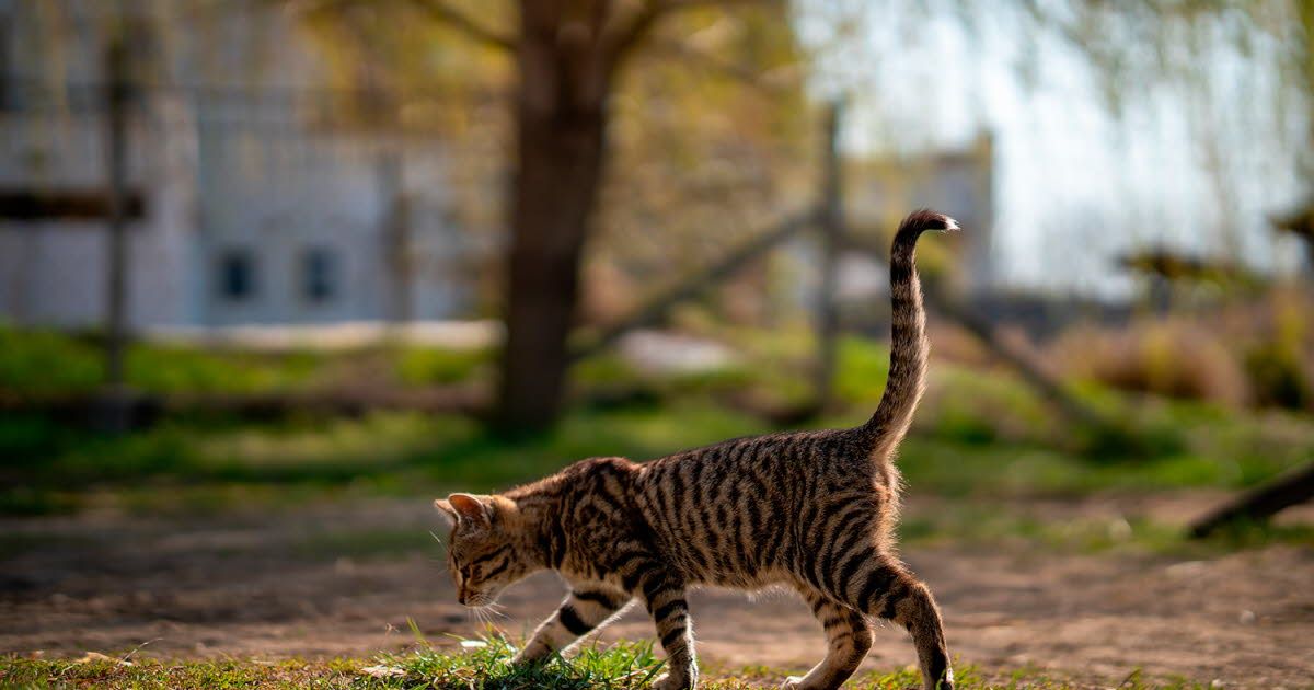 Protéger votre chat d'extérieur : les essentiels à ne pas négliger