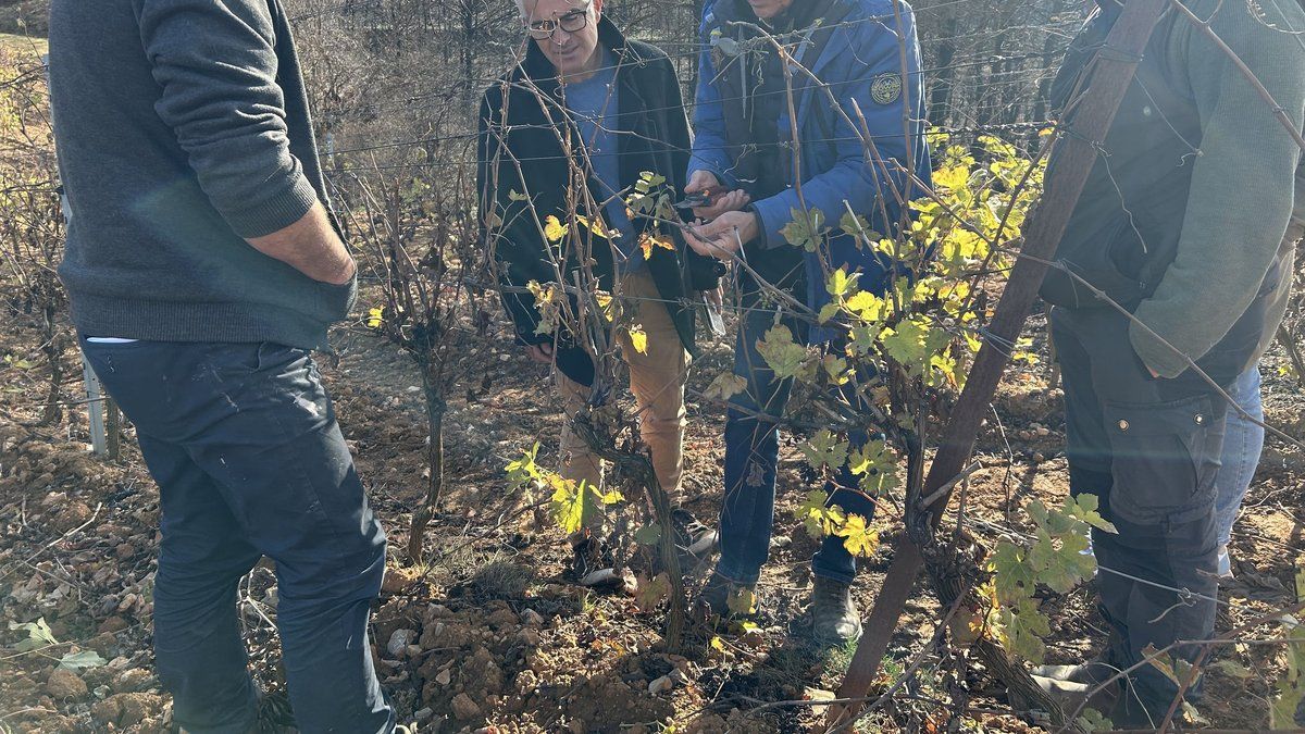 Le défi de la taille des vignes après le feu : conseils pour les viticulteurs sinistrés