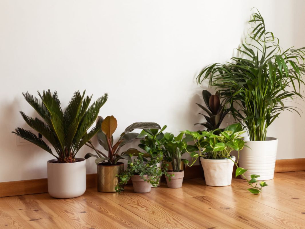 Des plantes artificielles qui ont l'air réelles