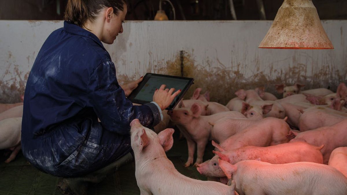 La lutte contre les épizooties : l'ONU met le cap sur la vaccination