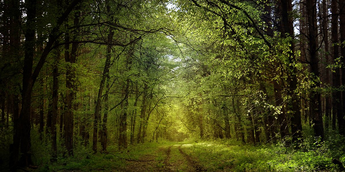 Les arbres, un remède essentiel face au changement climatique