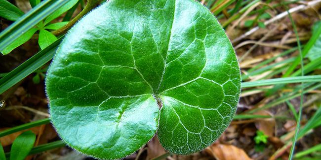 L'asaret : un couvre-sol enchanteur aux feuilles en cœur