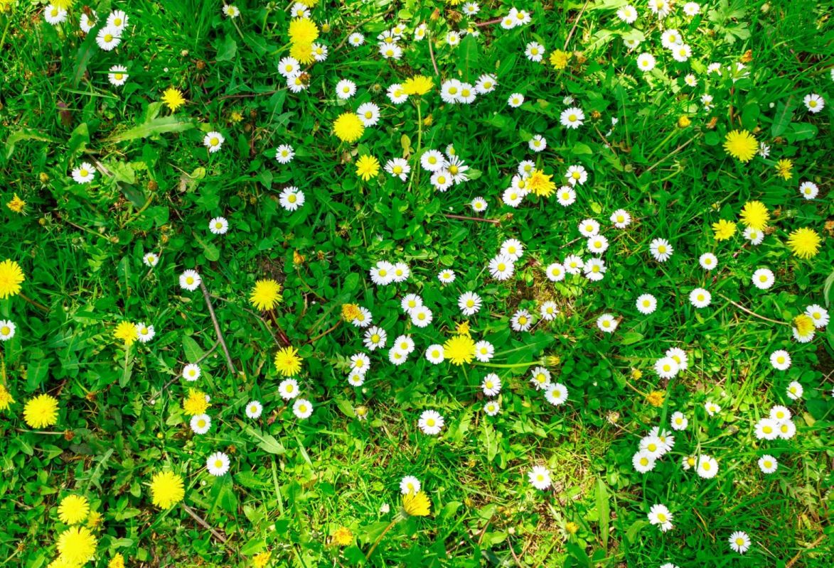 Les pâquerettes : indicatrices des soucis de votre pelouse