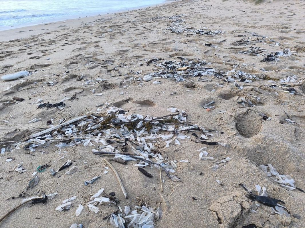 Que sont ces curieuses vélelles qui envahissent nos plages ?