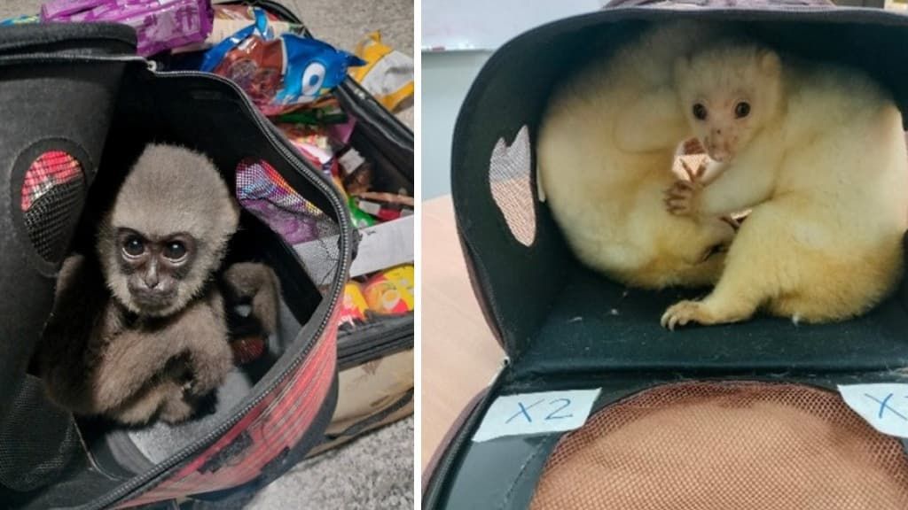 Un vaste coup de filet d'Interpol contre le trafic d'animaux vivants