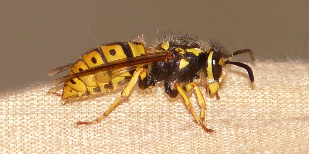 Les astuces de grand-mère pour apaiser une piqûre de frelon