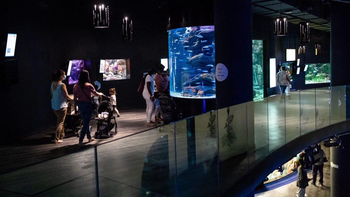 Le coup de sifflet du tribunal : fin des soirées dansantes à l'Aquarium de Paris