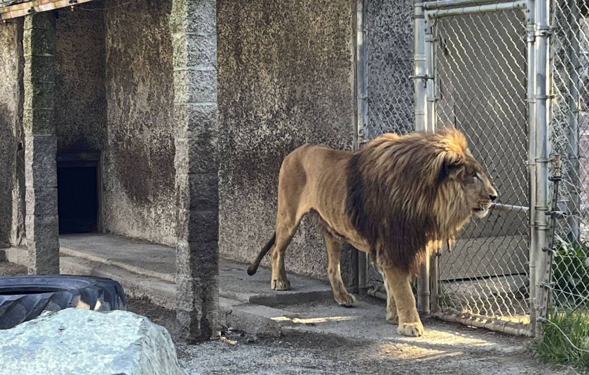 Un lion dans Paris ? La réalité derrière cette folle rumeur