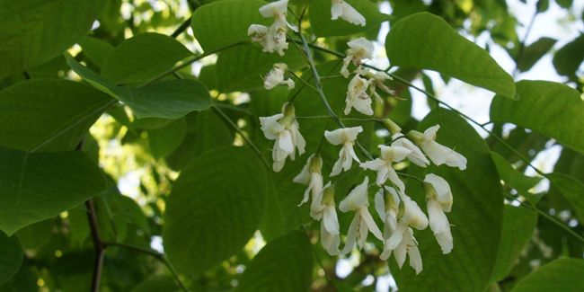 À la découverte du virgilier : l’or du jardin en automne