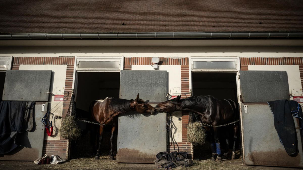 Les champions trotteurs révèlent leurs secrets à Grosbois avant le grand prix d'Amérique