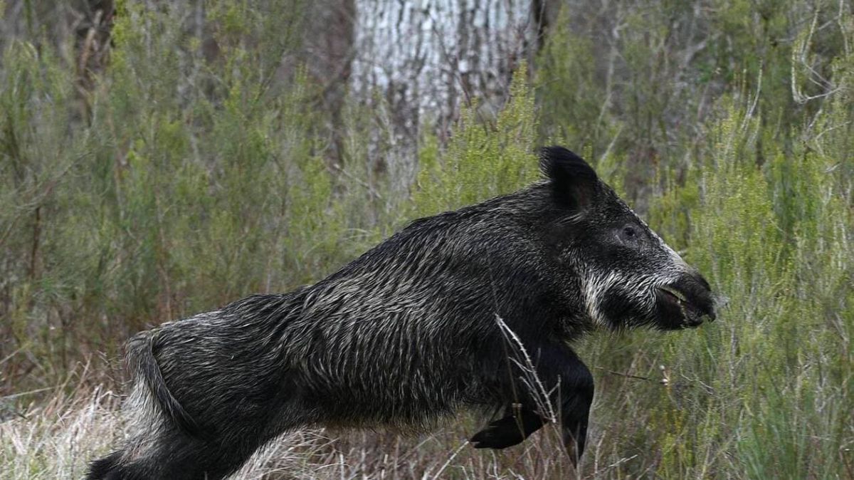 Un sanglier en furie blesse le maire et une riveraine à Chaumont-d'Anjou