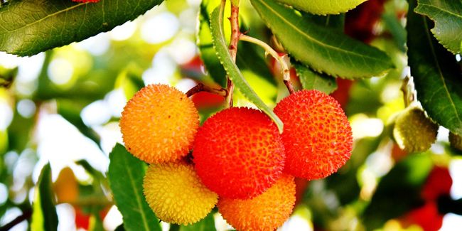 Découvrez l'arbousier, l'arbre aux fraises méditerranéen