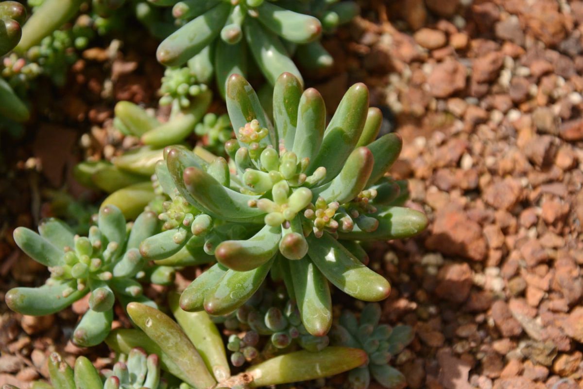 Le jardin désertique : un choix esthétique et pratique
