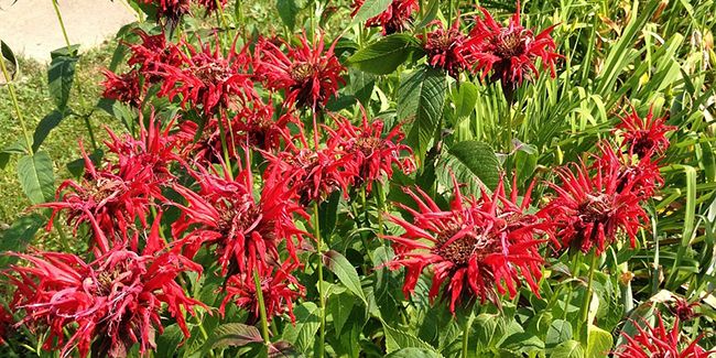 La monarde : une plante aux multiples atouts