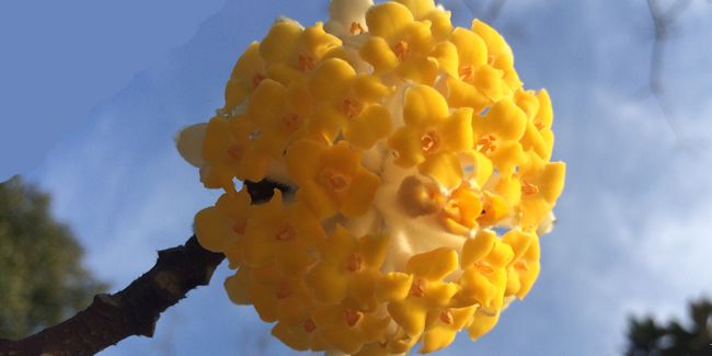 Le buisson à papier : un trésor floral pour égayer votre jardin en hiver