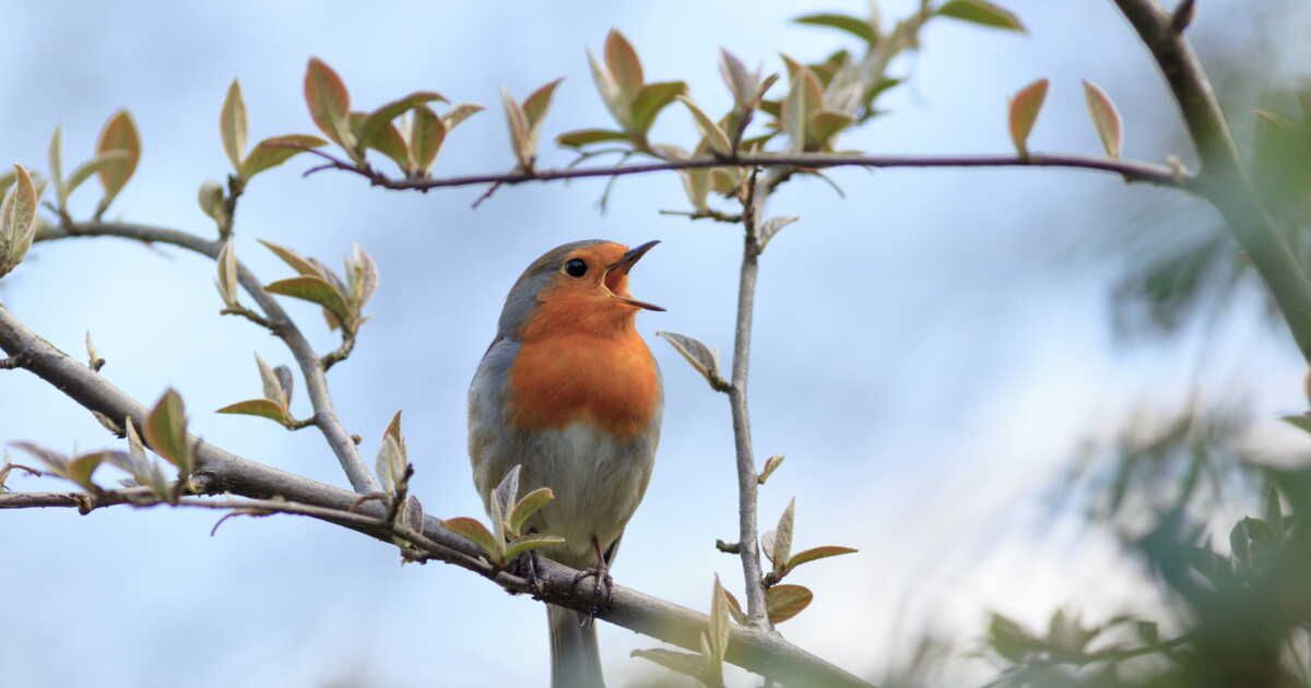 Les secrets pour éloigner les oiseaux indésirables de votre jardin