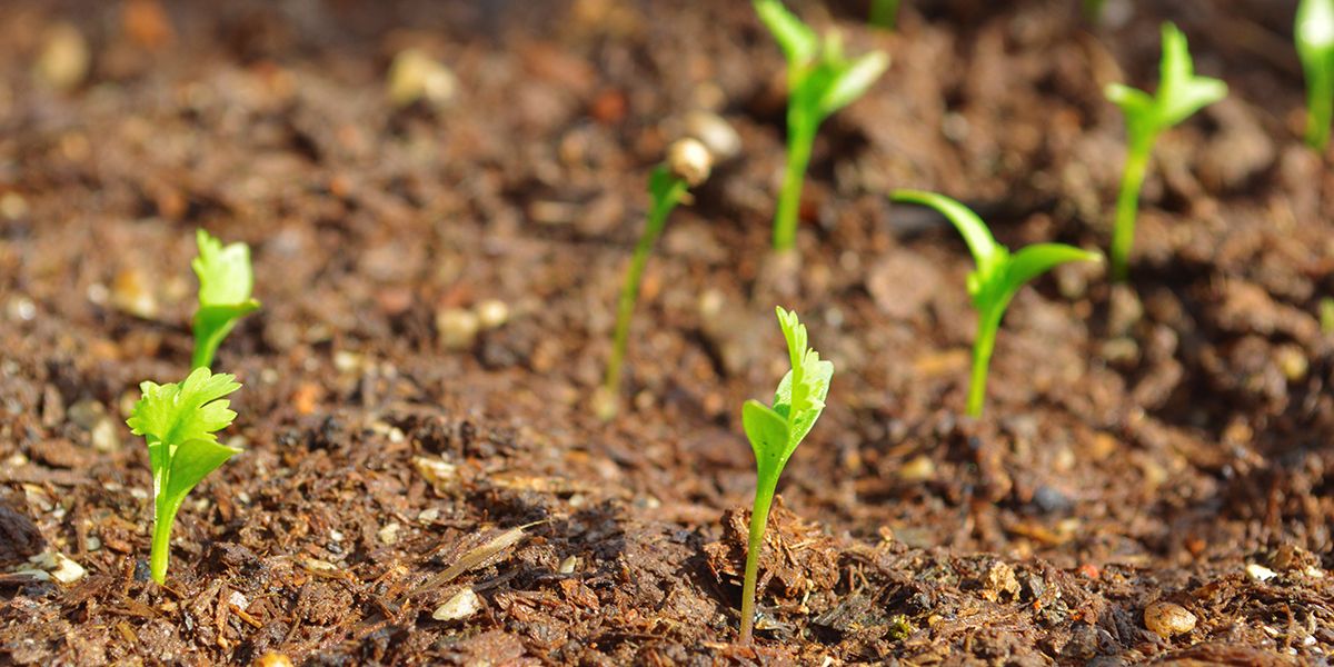 Cultivez la coriandre : guide essentiel pour des feuilles fraîches et savoureuses