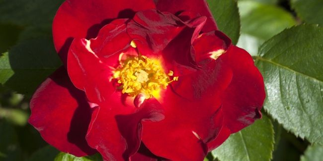 Les roses rouges du château du Rivau : une passion florale