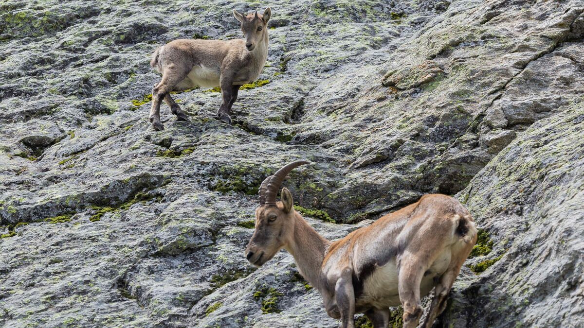 Le chamois fait son grand retour en Ardèche, un symbole vivant d'hier à aujourd'hui