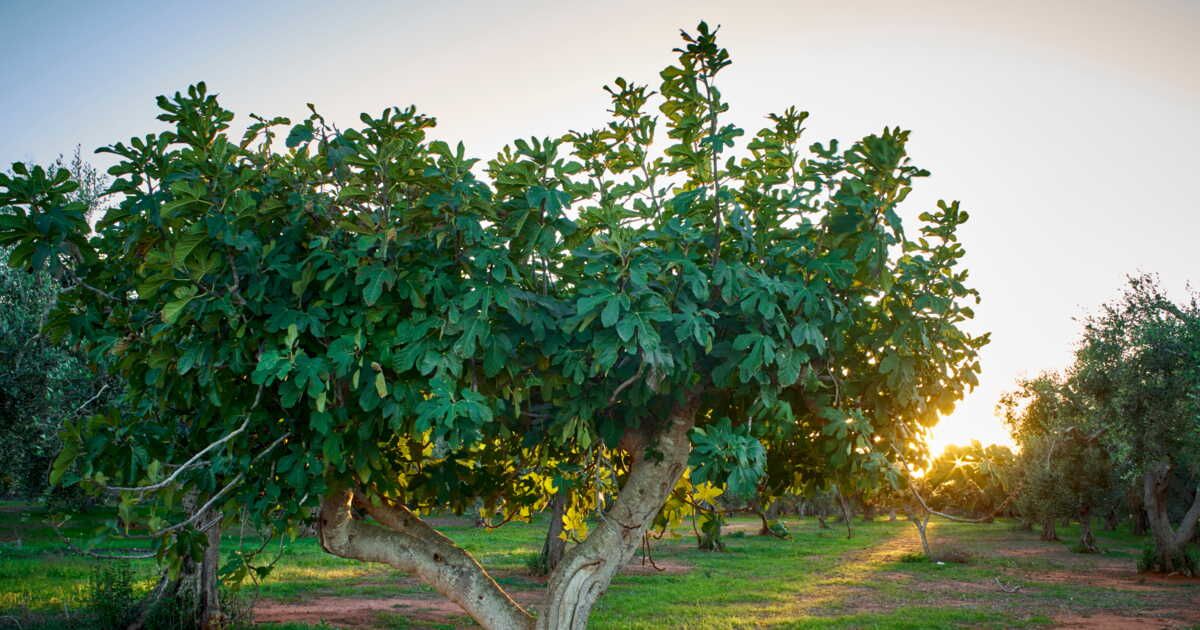 Les superpouvoirs du figuier et de son ami ailé