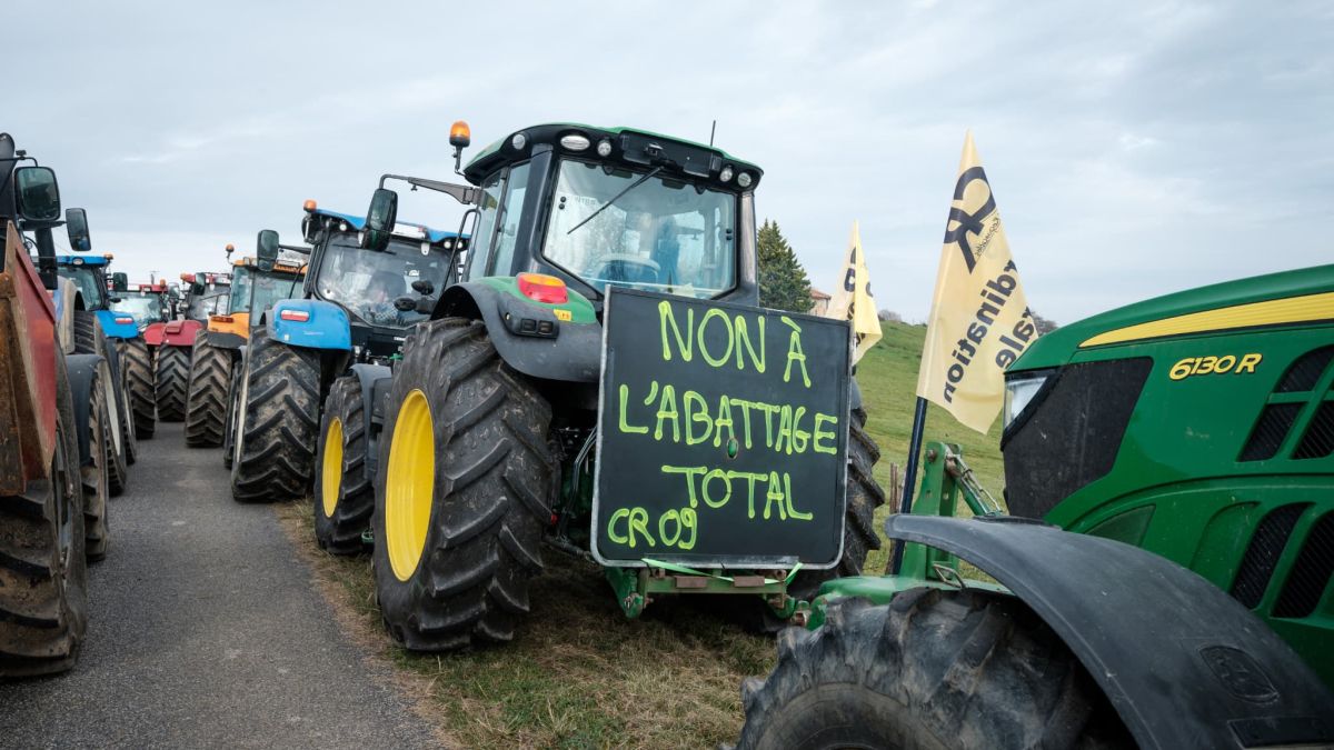 Des agriculteurs se mobilisent contre l'abattage des bovins en France