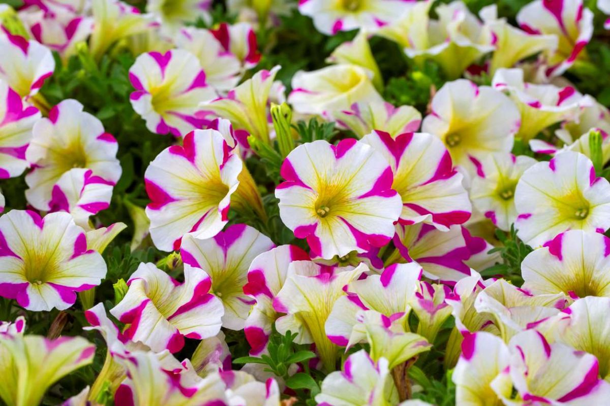 Les pétunias : la fleur incontournable pour un jardin éclatant
