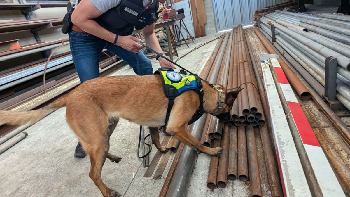 Les chiens de la lutte contre le narcotrafic à bout de souffle dans les Deux-Sèvres