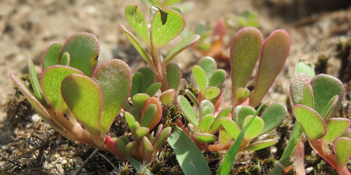 Le pourpier commun : un trésor culinaire à savourer