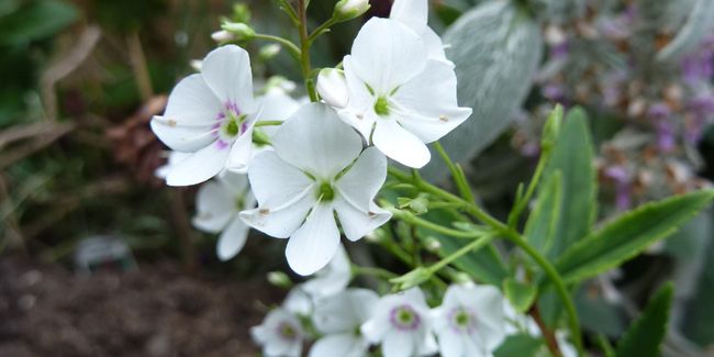 Le parahebe 'Avalanche' : un trésor pour les jardins