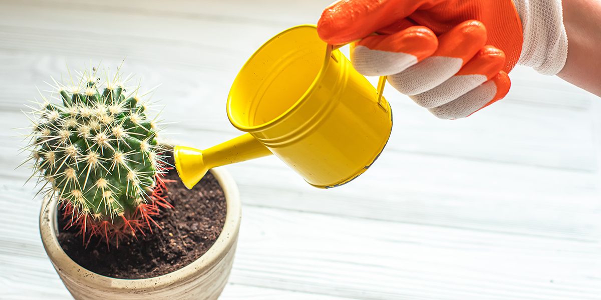 Comment garder vos cactus d'intérieur en pleine santé sans les noyer