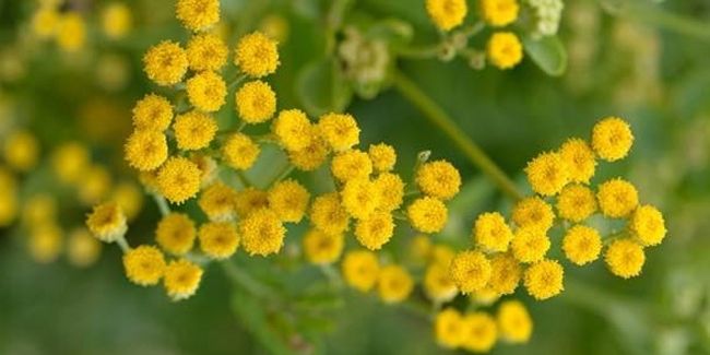 Balsamite : La menthe-coq, une plante aux nombreuses vertus